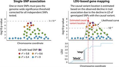 New Insights Into Mitochondrial Dysfunction at Disease Susceptibility Loci in the Development of Type 2 Diabetes